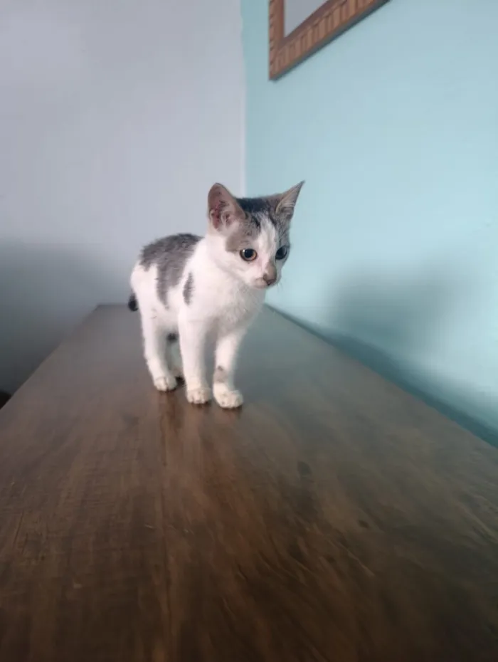 Gato raça SRD-ViraLata idade 2 a 6 meses nome Mia