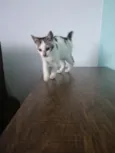 Mia
