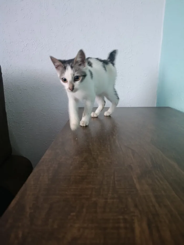 Gato raça SRD-ViraLata idade 2 a 6 meses nome Mia