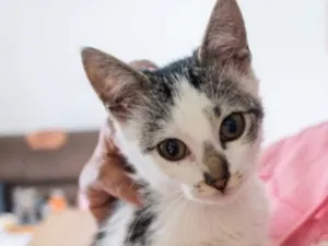 Gato raça SRD-ViraLata idade 2 a 6 meses nome Mia