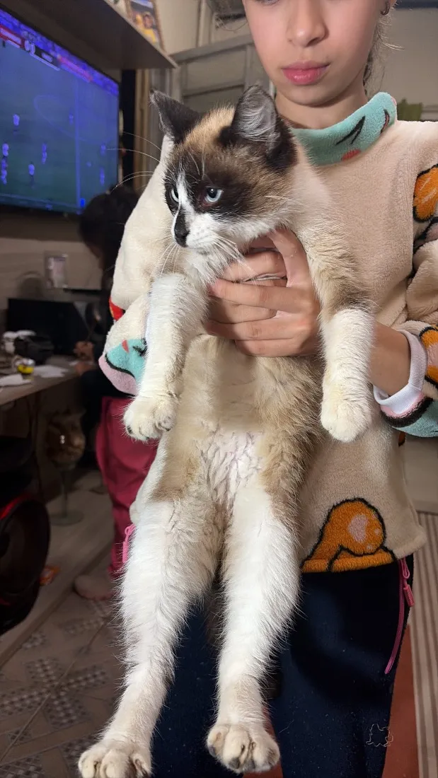 Gato raça Siamês idade 2 a 6 meses nome Claudinha 
