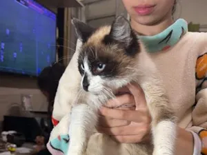 Gato raça Siamês idade 2 a 6 meses nome Claudinha 
