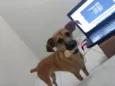 Laya