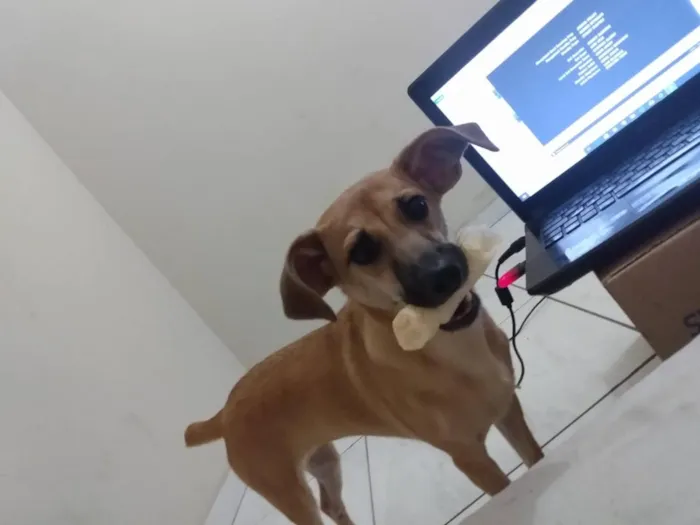 Cachorro raça SRD-ViraLata idade 7 a 11 meses nome Laya