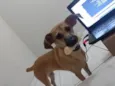 Laya