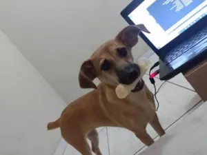 Cachorro raça SRD-ViraLata idade 7 a 11 meses nome Laya