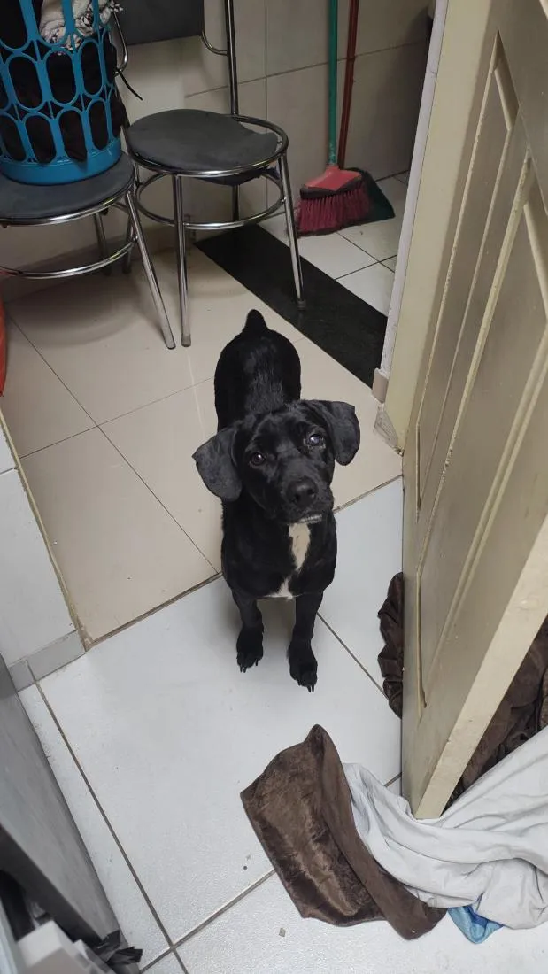 Cachorro raça SRD-ViraLata idade 1 ano nome Dudu