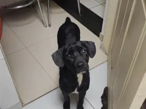 Cachorro raça SRD-ViraLata idade 1 ano nome Dudu