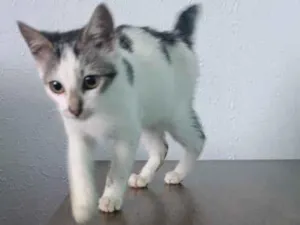 Gato raça SRD-ViraLata idade 2 a 6 meses nome Mia