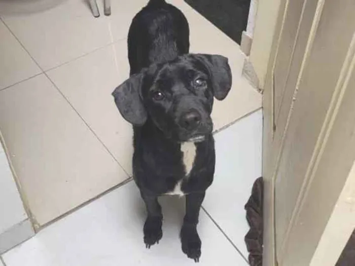 Cachorro raça SRD-ViraLata idade 1 ano nome Dudu