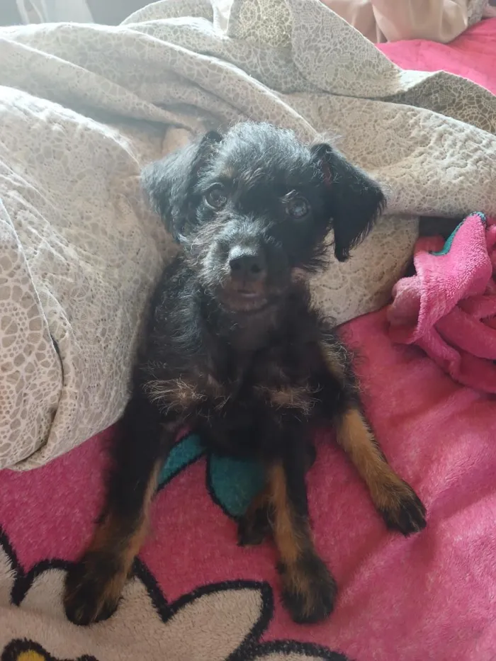 Cachorro raça SRD-ViraLata idade 2 a 6 meses nome Luke