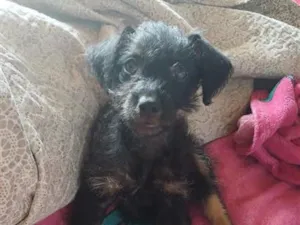 Cachorro raça SRD-ViraLata idade 2 a 6 meses nome Luke