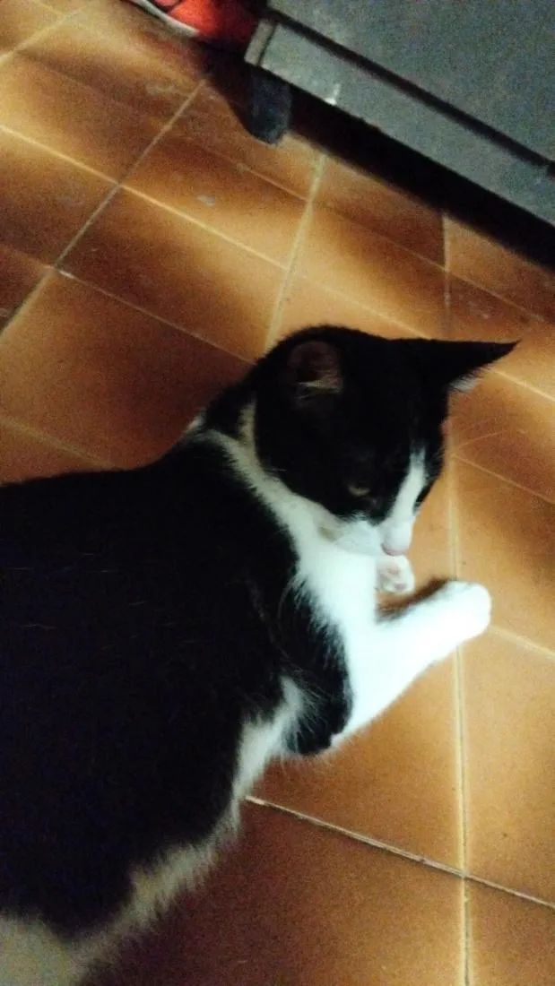 Gato raça SRD-ViraLata idade 2 a 6 meses nome Lili