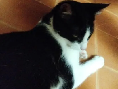 Gato raça SRD-ViraLata idade 2 a 6 meses nome Lili