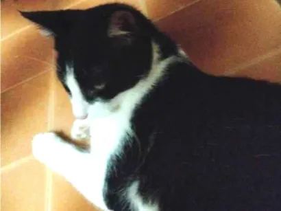 Gato raça SRD-ViraLata idade 2 a 6 meses nome Lili