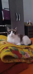 Trifena