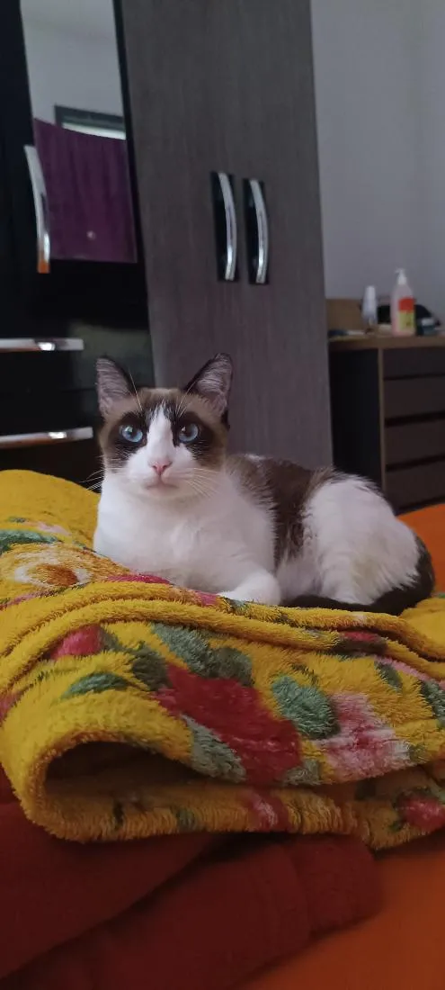 Gato raça SRD-ViraLata idade 6 ou mais anos nome Trifena