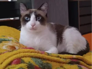 Gato raça SRD-ViraLata idade 6 ou mais anos nome Trifena