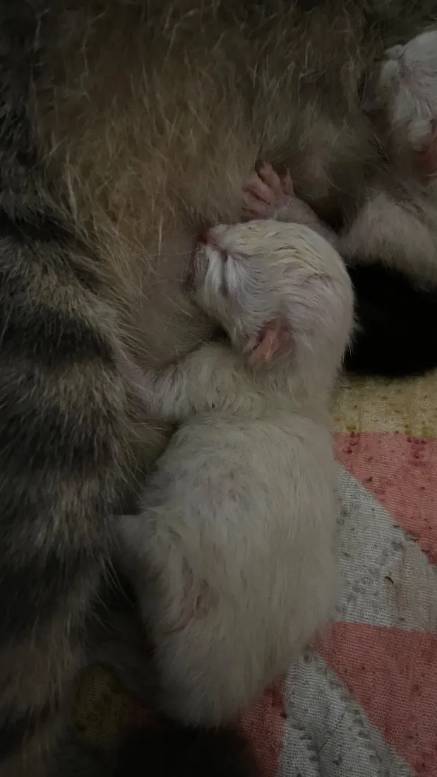 Gato raça SRD-ViraLata idade Abaixo de 2 meses nome Sem nome