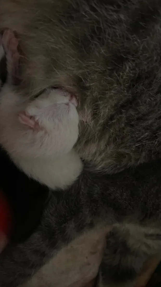 Gato raça SRD-ViraLata idade Abaixo de 2 meses nome Sem nome