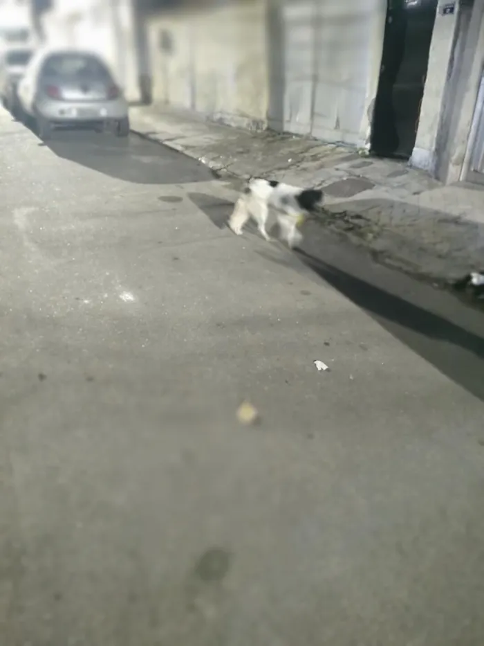 Cachorro raça SRD-ViraLata idade 6 ou mais anos nome não sei