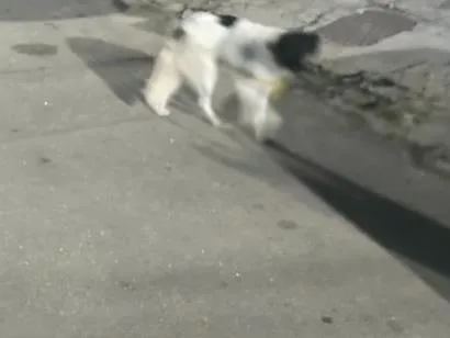 Cachorro raça SRD-ViraLata idade 6 ou mais anos nome não sei