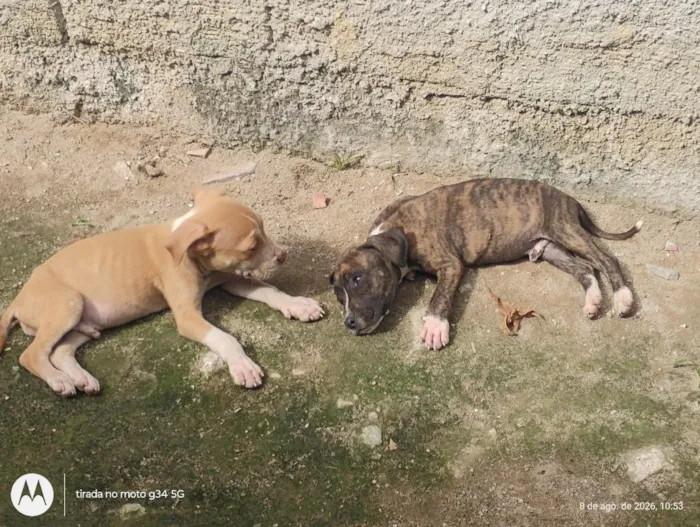 Cachorro raça Pit-Bull idade 2 a 6 meses nome sem nome