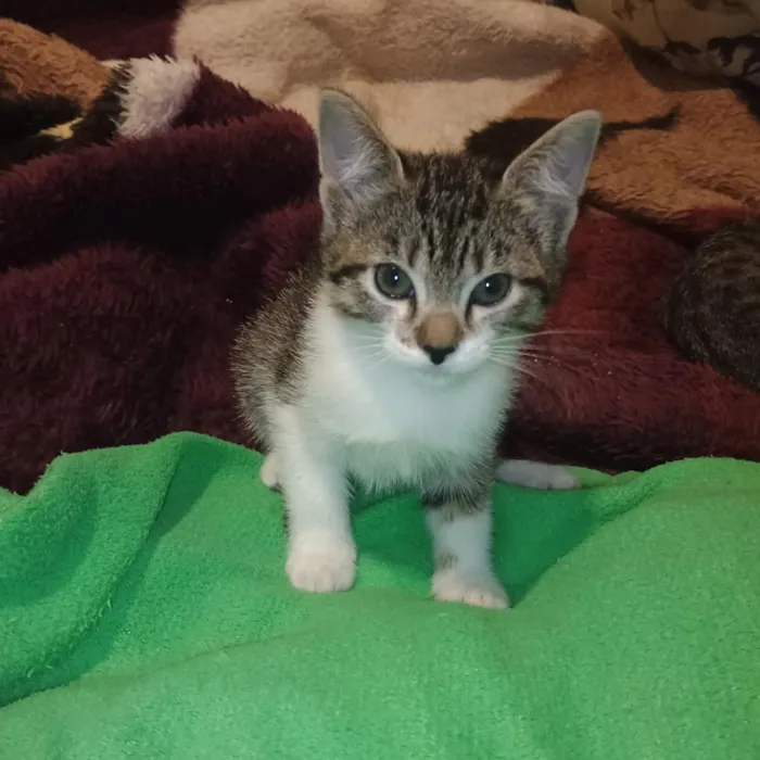 Gato raça SRD-ViraLata idade 2 a 6 meses nome pretinha e mel