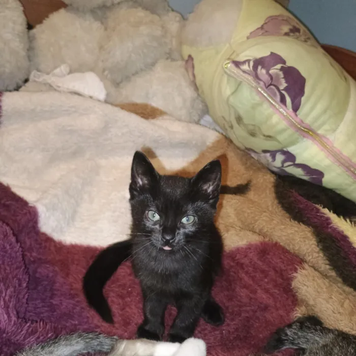 Gato raça SRD-ViraLata idade 2 a 6 meses nome pretinha e mel