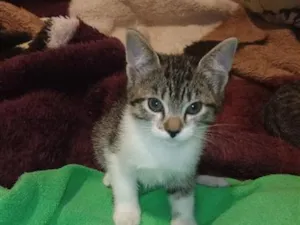 Gato raça SRD-ViraLata idade 2 a 6 meses nome pretinha e mel