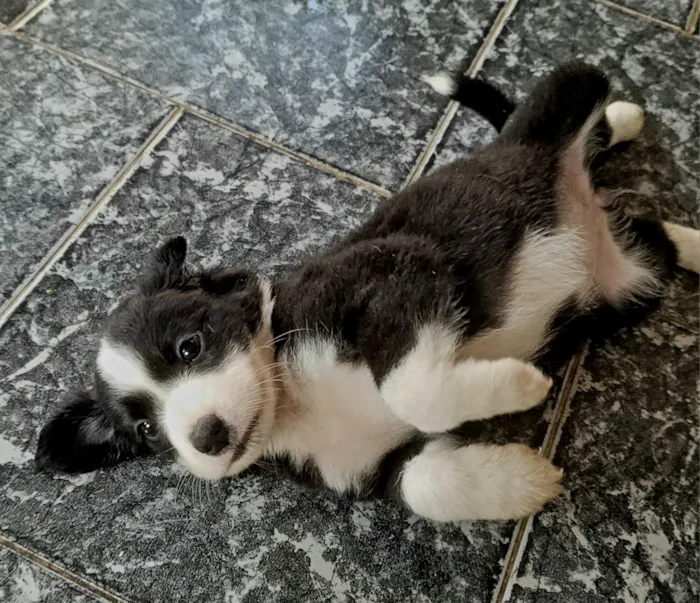 Cachorro raça SRD-ViraLata idade Abaixo de 2 meses nome sem nome