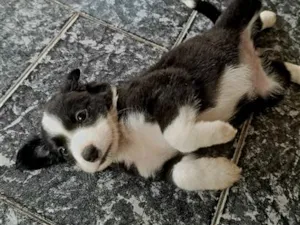 Cachorro raça SRD-ViraLata idade Abaixo de 2 meses nome sem nome