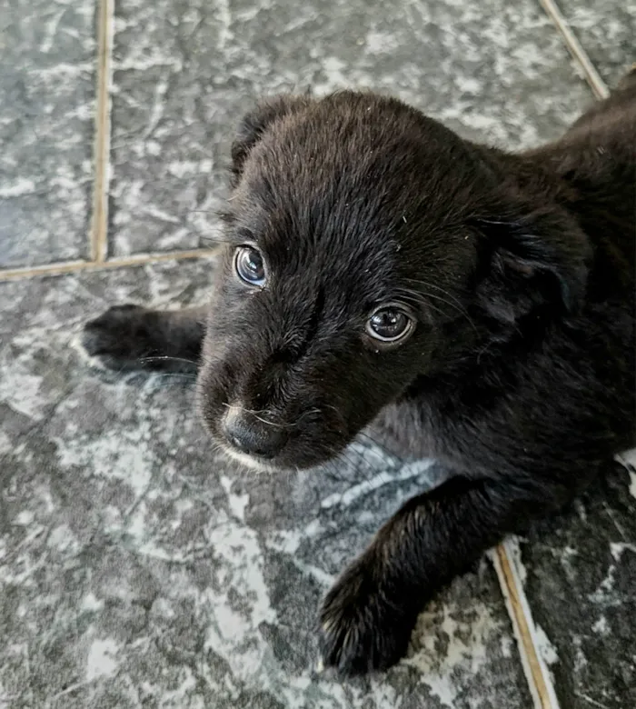Cachorro raça SRD-ViraLata idade Abaixo de 2 meses nome sem nome