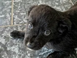 Cachorro raça SRD-ViraLata idade Abaixo de 2 meses nome sem nome