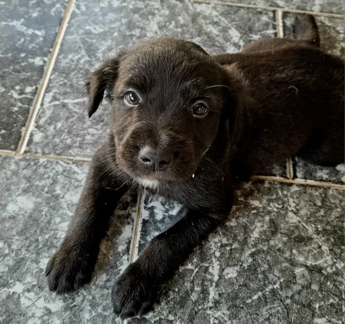 Cachorro raça SRD-ViraLata idade Abaixo de 2 meses nome sem nome 