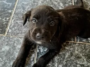 Cachorro raça SRD-ViraLata idade Abaixo de 2 meses nome sem nome 