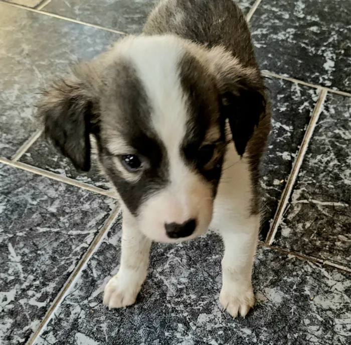 Cachorro raça SRD-ViraLata idade Abaixo de 2 meses nome sem nome