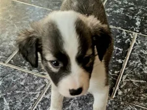 Cachorro raça SRD-ViraLata idade Abaixo de 2 meses nome sem nome