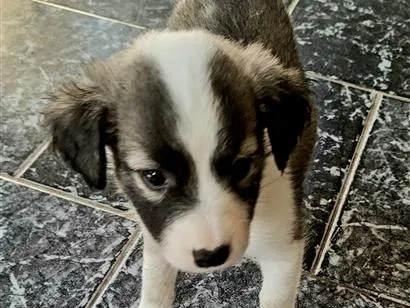 Cachorro raça SRD-ViraLata idade Abaixo de 2 meses nome sem nome