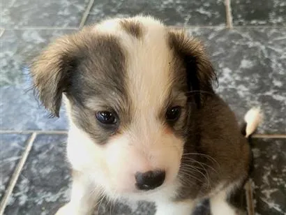 Cachorro raça SRD-ViraLata idade Abaixo de 2 meses nome sem nome