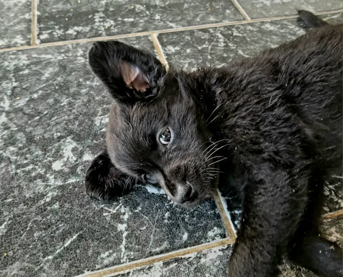 Gato raça SRD-ViraLata idade Abaixo de 2 meses nome sem nome