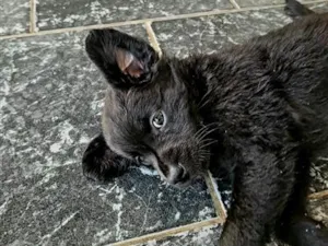Gato raça SRD-ViraLata idade Abaixo de 2 meses nome sem nome