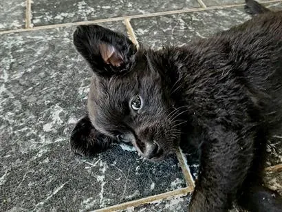 Gato raça SRD-ViraLata idade Abaixo de 2 meses nome sem nome