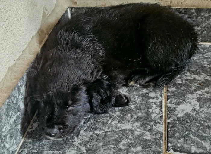 Cachorro raça SRD-ViraLata idade Abaixo de 2 meses nome sem nome