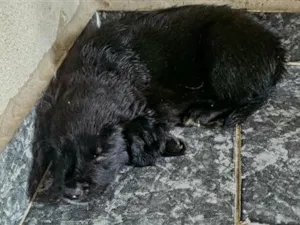 Cachorro raça SRD-ViraLata idade Abaixo de 2 meses nome sem nome