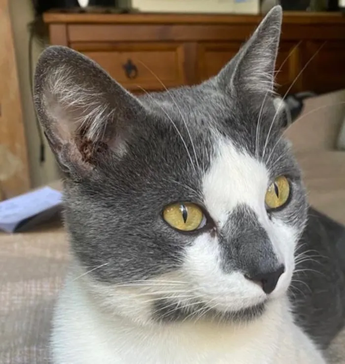 Gato raça SRD-ViraLata idade 1 ano nome Norberty