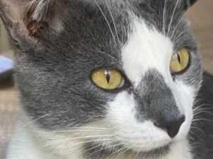 Gato raça SRD-ViraLata idade 1 ano nome Norberty