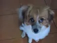 Ízy