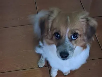 Cachorro raça SRD-ViraLata idade 2 a 6 meses nome Ízy