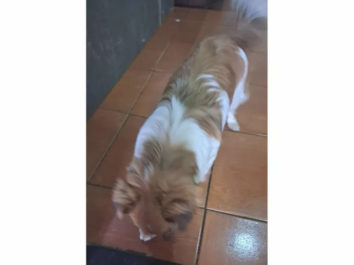 Cachorro raça SRD-ViraLata idade 2 a 6 meses nome Ízy